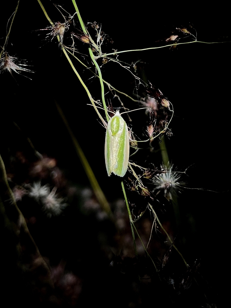 Earias vittella