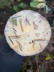 Stropharia ambigua
