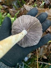 Stropharia ambigua