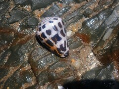Conus ebraeus