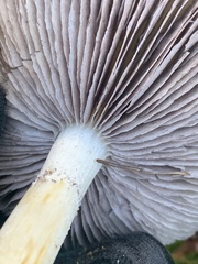 Stropharia ambigua