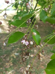 Millettia pinnata