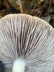 Stropharia ambigua