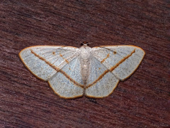 Lomographa luciferata