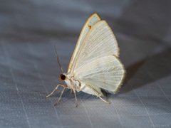 Lomographa luciferata