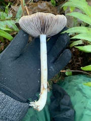 Stropharia ambigua