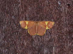 Chrysocraspeda phlogea