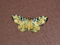 Monocerotesa strigata