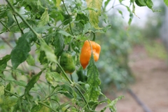 Capsicum chinense
