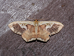 Zythos turbata