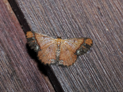 Sundagrapha tenebrosa