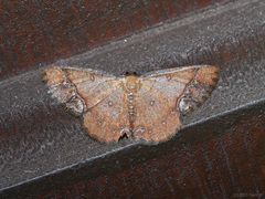 Sundagrapha tenebrosa