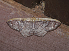 Zythos strigata