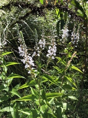 Veronica derwentiana