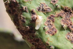 Cylindrocopturus