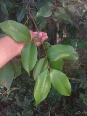 Chrysophyllum