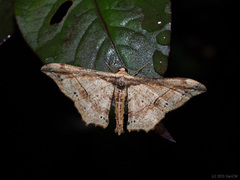 Hyposidra infixaria