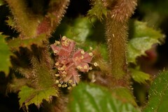 Davidsonia jerseyana