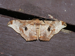 Hyposidra infixaria