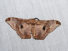 Hyposidra infixaria