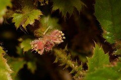 Davidsonia jerseyana