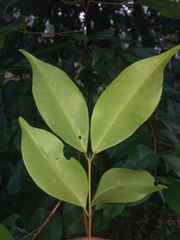 Chrysophyllum