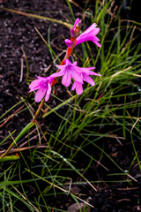 Watsonia mtamvunae