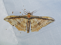 Hyposidra infixaria