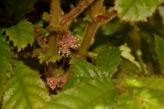 Davidsonia jerseyana