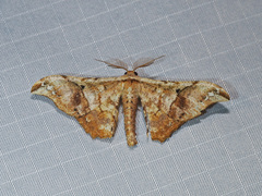 Hyposidra infixaria