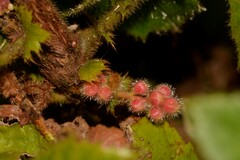 Davidsonia jerseyana