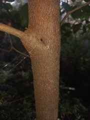 Chrysophyllum