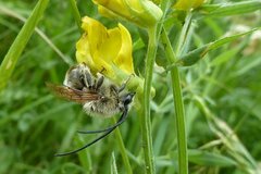 Eucera