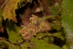 Davidsonia jerseyana