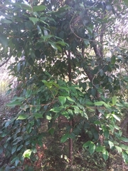Chrysophyllum