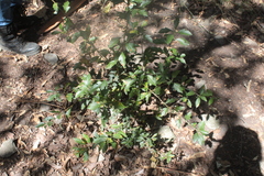 Crataegus mexicana