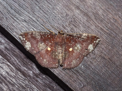 Astygisa metaspila