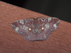 Astygisa metaspila
