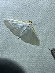 Margaroniini
