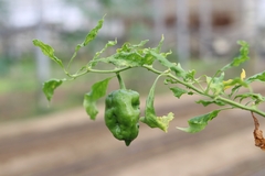 Capsicum chinense