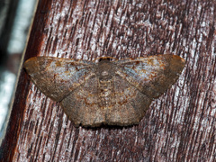 Serratophyga sterrhoticha