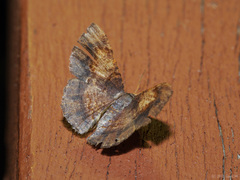 Serratophyga sterrhoticha