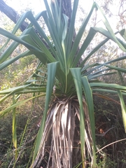 Pandanus tectorius