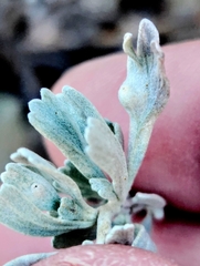 Rhopalomyia tumidibulla