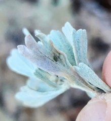 Rhopalomyia tumidibulla