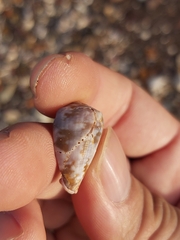 Conus papilliferus