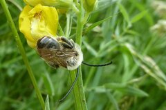 Eucera