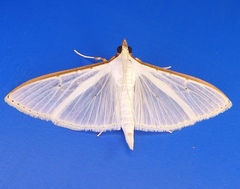 Palpita austrounionalis