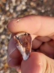 Conus papilliferus