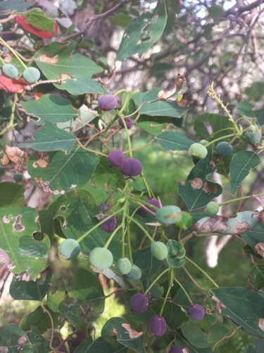 Homalanthus populifolius